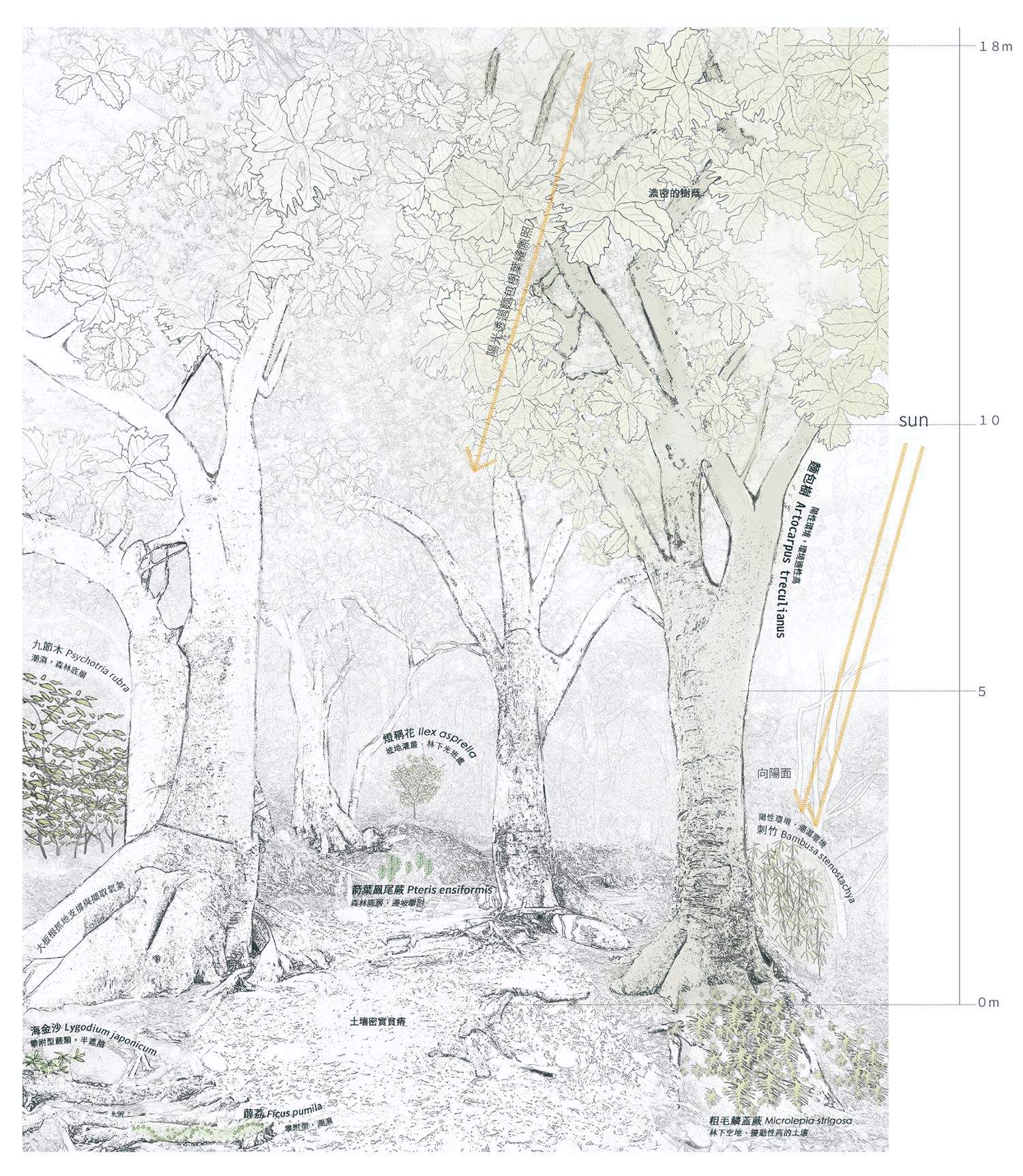 高峰植物園 麵包樹區